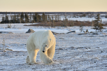 Polar bear walking on tundra.