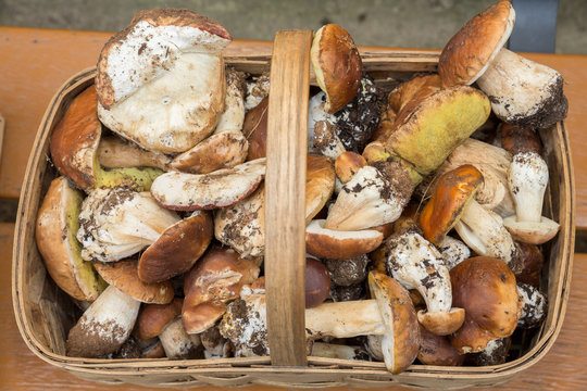 Mushrooms in basket