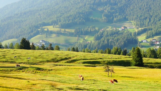 Mountain landscape with grazing cows, Val Gardena, Italy