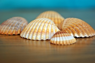 Muscheln am Strand