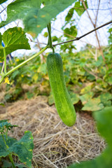 The cucumber