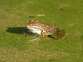 Just, kiss the frog and make her princess