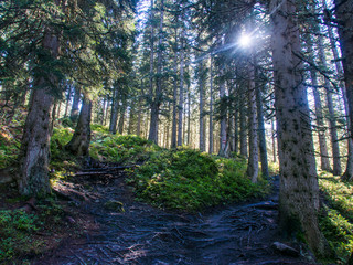 Wald mit Sonnenstrahl