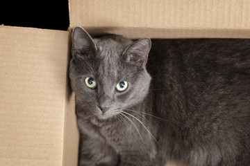 british shorthair cat in the box