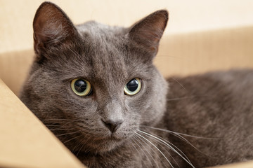 british shorthair cat in the box
