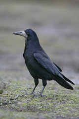 Rook, Corvus frugilegus,