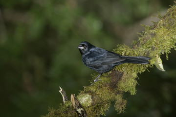 Ruby-crowned tanager, Tachyphonus coronatus