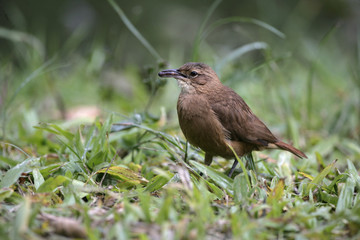 Rufous hornero, Furnarius rufus
