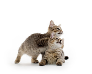 Two tabby kittens