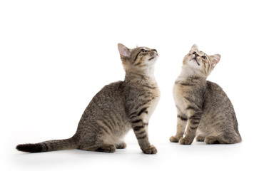 Fototapeta na wymiar Two tabby kittens