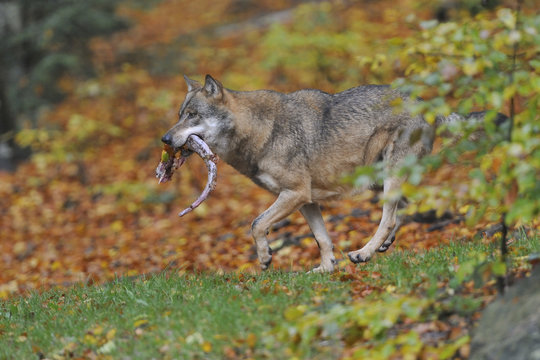 Wolf