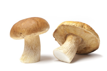 Two Boletus Edulis Mashroom