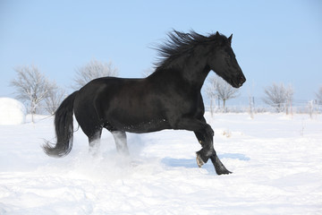 Fototapeta na wymiar Beautiful friesian mare with flying mane running in the snow
