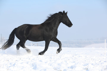 Fototapeta na wymiar Beautiful friesian mare with flying mane running in the snow