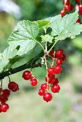 Red Currant Hanging