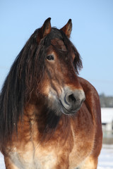 Dutch draught horse stallion in winter