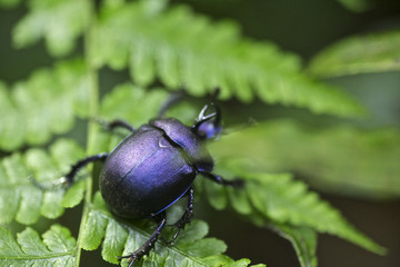 bug, black mixed purple bug on fern leaf in the forest