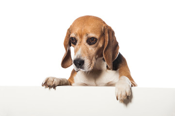 Beagle