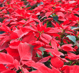 Christmas Flowers