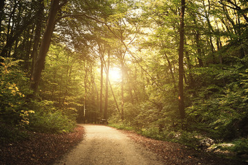 Forest road - Powered by Adobe