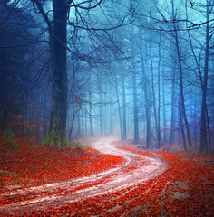 Magic forest road