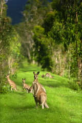 Känguru in Australien