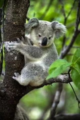 Stickers pour porte Koala Koala - cub sur Magnetic Island en Australie