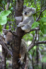 Koalabeer met welp op Magnetic Island in Australië
