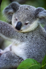 Junger Koala auf Magnetic Island in Australien