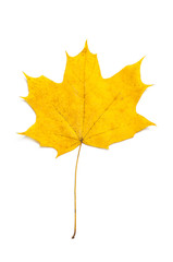 Maple leaf