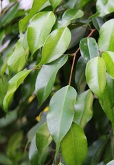 Birkenfeigenblätter