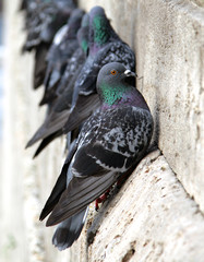 Pigeons on the building wall close-up