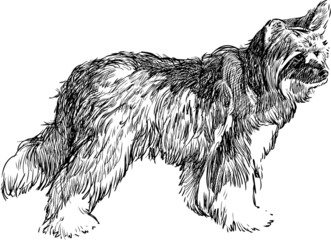 shaggy dog