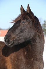 Fototapeta premium Gorgeous brown horse in winter