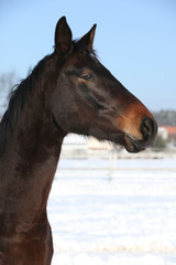 Obraz na płótnie Canvas Przepiękny brązowy koń w zimie