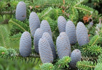 Korea-Tannenzapfen 1