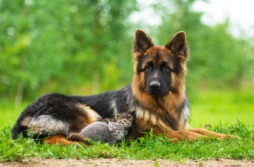 German shepherd dog and two little kittens