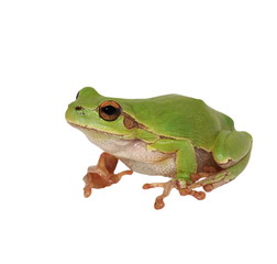 European tree frog isolated on white background, Hyla arborea