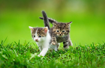 Naklejka na ściany i meble Dwa małe kocięta na trawie