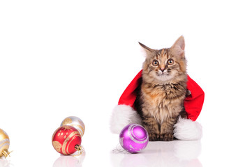 funny cat with Christmas toys isolated on white