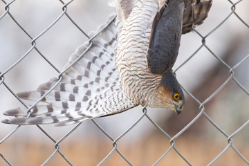 Drapieżnik krogulec zwyczajny wiszący na siadce © nestonik