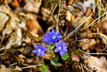 Flowering blue anemones growing in forest in spring.
