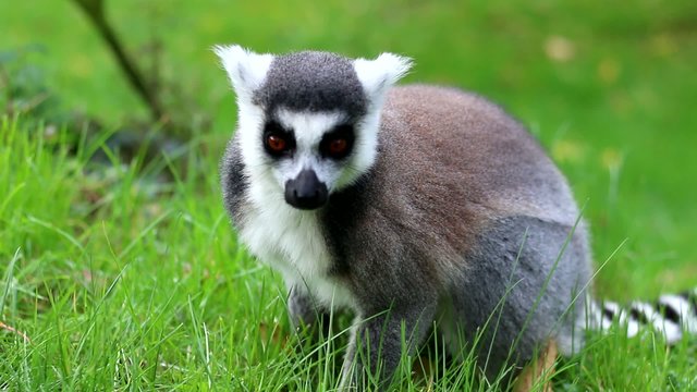 Catta lemur, Maki catta: vid&eacute;o