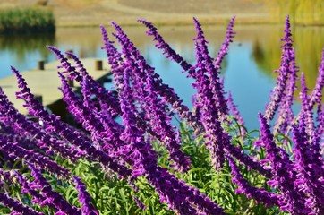 Purple wisteria bordering a lake with a dock in the background.
