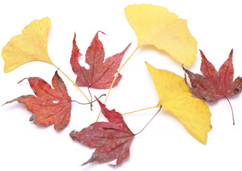 イチョウとカエデの落ち葉