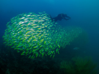 Big Eye Snapper - Lutjanus lutjanus