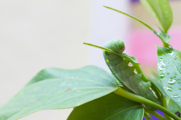 worm on a leaf.