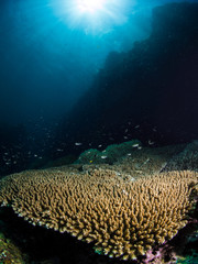 Coral photos, royalty-free images, graphics, vectors & videos | Adobe Stock