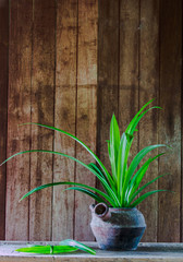 still life pandan in old pot and old book on brown background