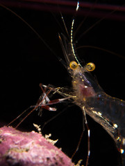 Glass Cleaner Shrimp - Urocaridella sp.
